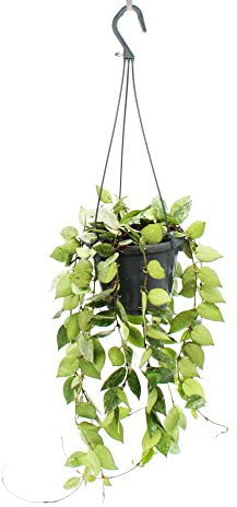 Exotenherz - Zimmerpflanze zum Hängen - Hoya krohniana Eskimo - Porzellanblume - Wachsblume - 14cm Ampel