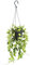 Exotenherz - Plante d'intérieur à suspendre - Hoya krohniana Eskimo - Fleur de porcelaine - Fleur de cire - 14cm feu de circulation