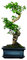 Bonsai Baum mit Keramik Blumentopf - Ligustrum, Ficus, Carmona, Podocarpus, Chinese elm - ca. 6-9 Jahre (15 cm Schale ca. 6 Jahre, Ligustrum P15 S)