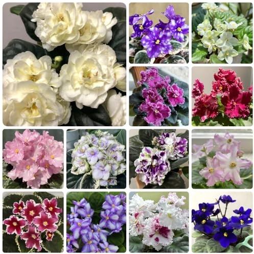 Semillas de violeta africana, semillas de Comprar de violeta africana para lugares soleados 150pcs