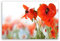 ge Bildet Bild auf Leinwand | Pflanzen-Bilder Mohn D in 30x20 cm als Wandbild | Wand-deko Dekoration Wohnung modern Bilder | 2208