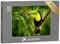 puzzleYOU: Puzzle 500 Teile „Tukan auf Costa Rica“ – aus der Puzzle-Kollektion Costa Rica