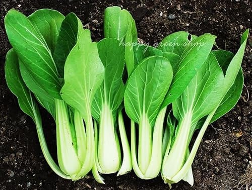 Chinese White pak Choi - 1200 Seeds + Plant tag + Freebie - Celery Cabbage Baby Leaf