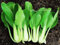Chinese White pak Choi - 1200 Seeds + Plant tag + Freebie - Celery Cabbage Baby Leaf