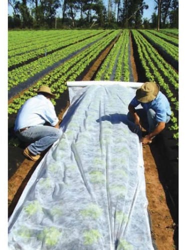 MEGRAN Gartenvlies, Weißes Pflanzvlies zur Abdeckung von Gemüsebeeten, Vlies gegen Insekten, Wildfraß, Sturm, Hagel & Hitze, Wetterbeständig, Luft- und Feuchtigkeitsdurchlässig, 1,6 m x 5 m