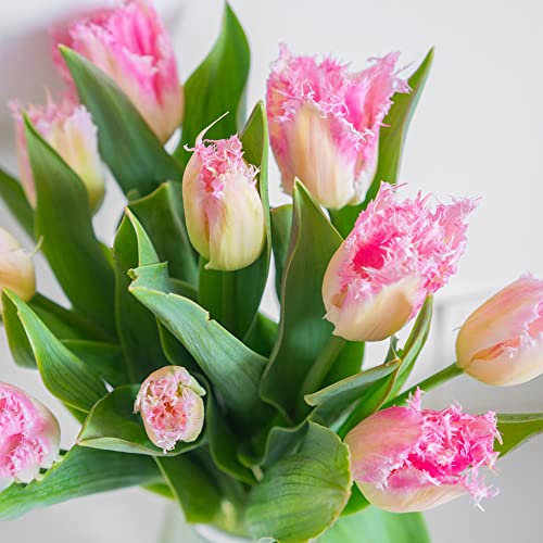 Tulpenzwiebeln Winterhart MehrjäHrig Blumenzwiebeln Exotische Pflanzen Balkonpflanzen Balkon Deko Blumen Geschenk Tulpen Zwiebeln Frisch Winterharte Stauden Balkonblumen 15 Tulpen Zwiebel RosaWeiß