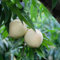 20 pcs Pfirsichbaum Samen, säulenobst, indoor gewächshaus Pfirsichbaum, Prunus persica, blumensamen, nachhaltige geschenke garten geschenke samen alte sorten hochbeete für garten,