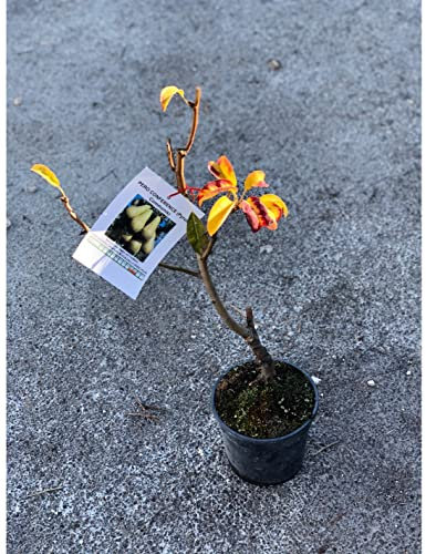 Albero NANO di Pero (Varietà inviata in base alla disponibilità in vivaio)