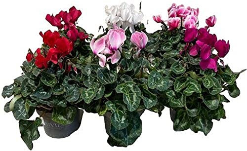 Violeta de los Alpes - Pack 6 Flores - Ciclamen - Plantas Naturales para el Hogar