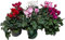 Violeta de los Alpes - Pack 6 Flores - Ciclamen - Plantas Naturales para el Hogar