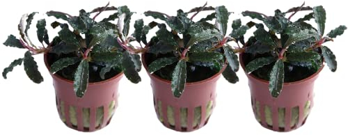 AquaOne Planta de acuario de 3 piezas Bucephalandra 'Kedagang', planta acuática, rizoma, rizoma, enraizado, fácil de limpiar, decoración de Aquascaping