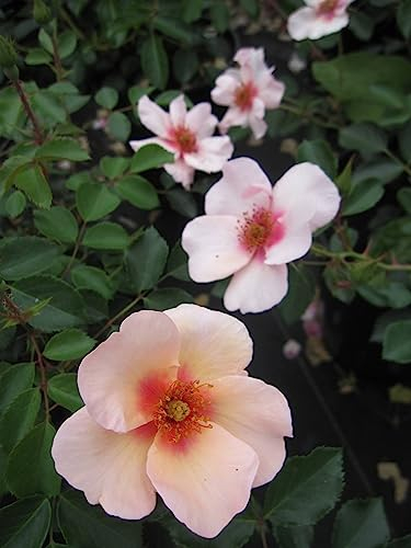 Rosa Smilling Eyes - Strauchrose - Warner Rose - ADR Rose