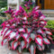 1000 pcs graines de Hosta vivace, graines de fleurs vivaces tolérantes au froid, graines de variétés hosta, pour plantation jardin extérieur, ombre, attire abeilles et papillons (Rose rouge)