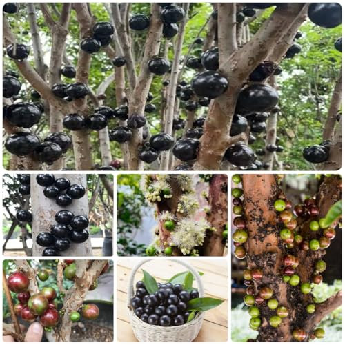 semi di jabuticaba - frutta fresca, piante resistenti per balconi jabuticaba piante in vaso resistenti all'esterno bonsai, semi per aiuole rialzate alberi da frutto, semi di vecchie 150pcs