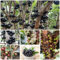 semi di jabuticaba - frutta fresca, piante resistenti per balconi jabuticaba piante in vaso resistenti all'esterno bonsai, semi per aiuole rialzate alberi da frutto, semi di vecchie 150pcs