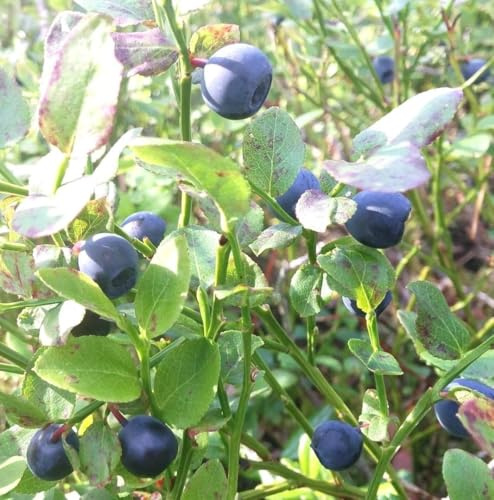5 Stck. Wilde Heidelbeere Blaubeere Vaccinium Myrtillus 10-15 cm
