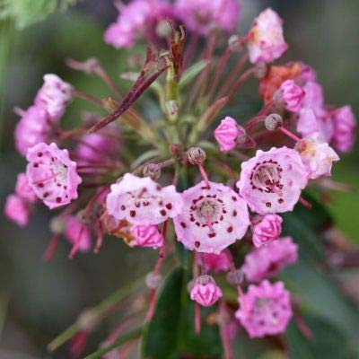 Berglorbeer - Kalmia Polifolia - 20-25 cm Topf - Weiße bis rosafarbene Blüten und kompakter Wuchs
