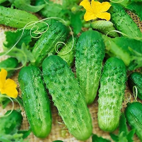 PERZOE 200 pezzi di semi di cetriolo, sottaceto nutriente vegetale frutta casa giardino pianta da giardino Semi Di Cetriolo