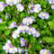 300 Pcs Bodendecker Mazus Reptans Samen - Kräutersamen, Winterharte Pflanzen Für Garten Lippenmäulchen Samen, Kräutergarten Geschenk, Bodendecker Winterhart Mehrjährig Kräutergarten