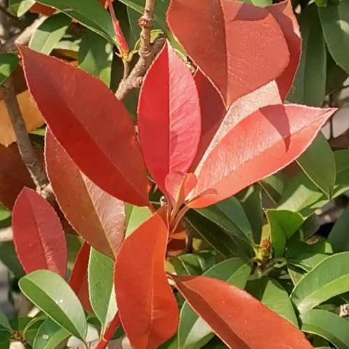 200 pcs Glanzmispel Red Robin Samen, pflanzen samen, bäume pflanzen Glanzmispel Samen deko pflanzen winterharte stauden mehrjährig dekoration wohnzimmer pflanzen topf balkongarten