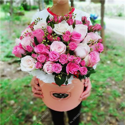 Exotische Samen Rosas/Rose perenne giardino bonsai pianta fiore, Vasi paesaggistica Fioriere decorativo 120 Stück/Beutel 13
