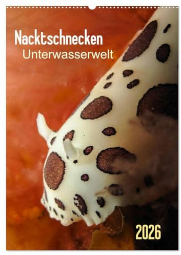 Nacktschnecken - Unterwasserwelt 2026 (Wandkalender 2026 DIN A2 hoch), CALVENDO Monatskalender: Bunte Knallfarbe und möglichst auffällig - so scheint ... zu heißen. (CALVENDO Tiere)