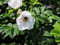 1 Stk. weiße Apfelrose, Hagebutte, Kartoffelrose 'Alba' - (Rosa rugosa 'Alba'), Containerware 40-60 cm