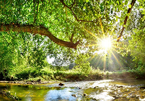 wandmotiv24 Fototapete Wald mit Fluss, XL 350 x 245 cm - 7 Teile, Wanddeko, Wandbild, Wandtapete, Baum, Sonne, Blätter M5757
