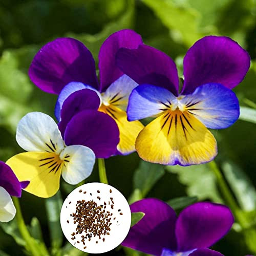 Benoon 300 semi pz/borsa viola tricolori, semi di piante buona raccolta rapida crescita produttiva eccellente produzione semi di piante per balcone Multicolore