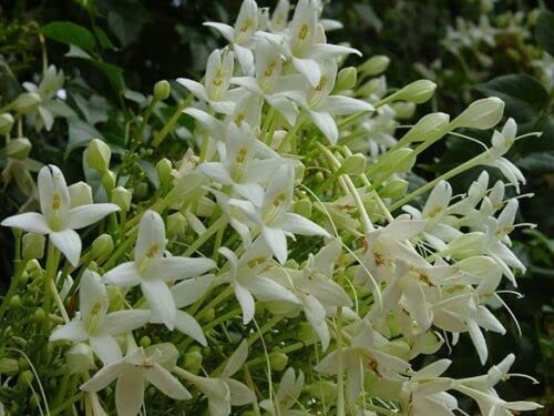 12 graines d 'ARBRE JASMIN (Millingtonia hortensis) T116 TREE JASMINE SEEDS SAMEN