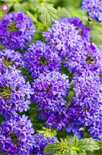 Shopmeeko 100PCS seltene blaue Verbene Pflanze, Verbena Hortensis, Verbena Hybrida Bonsai Blume Pflanze Indoor Blume Pflanzen hat medizinischen Wert: 2