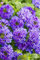 Shopmeeko 100PCS seltene blaue Verbene Pflanze, Verbena Hortensis, Verbena Hybrida Bonsai Blume Pflanze Indoor Blume Pflanzen hat medizinischen Wert: 2
