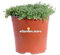 Pianta di Timo Serpillo Minore Pianta di Thymus Serpyllum Minor pianta da esterno pianta tappezzante pianta aromatica pianta ornamentale pianta vera venduta da eGarden.store