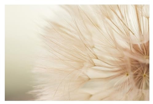 Bilderwelten Fototapete Pusteblume 255cm x 384cm Blumen Natur Shabby Blumentapete Vliestapete Tapete Wanddeko Ideen Wohnzimmer Schlafzimmer Küche