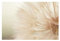 Bilderwelten Fototapete Pusteblume 255cm x 384cm Blumen Natur Shabby Blumentapete Vliestapete Tapete Wanddeko Ideen Wohnzimmer Schlafzimmer Küche