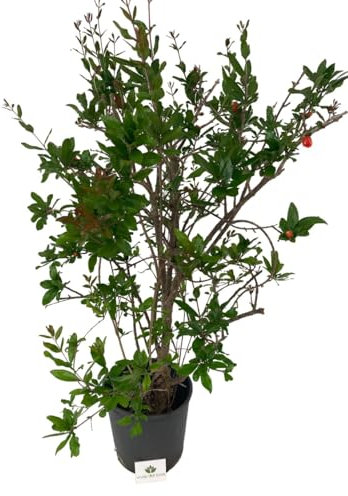Punica Granatum - Melograno da fiore Pianta ornamentale da esterno prodotta da Vivai del Sole vaso diametro cm 30