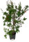 Punica Granatum - Melograno da fiore Pianta ornamentale da esterno prodotta da Vivai del Sole vaso diametro cm 30