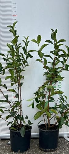 PIANTA DI VIBURNO LUCIDO VASO 24 CM altezza 130 cm siepe (foto reale)
