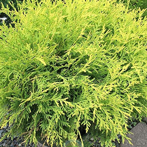 Thuja occidentalis 'Golden Globe' White Cedar Evergreen Garden Conifer | 9cm Pot