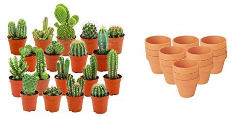 ZynesFlora Cactus Naturelles en pot de fleurs terre cuite Ø 8.1 cm - Lot de 18 - Hauteur: 5-10 cm - Mélange de Cactus Plantes Grasses Petite Variétés Diverses Plante d'Intérieur