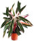 Calathea 'Triostar' - Pfeilwurz - luftreinigende Zimmerpflanze 19 cm Topf, pflegeleicht, Große Pflanze. Für Büros und größere Räume sehr gut geeignet.
