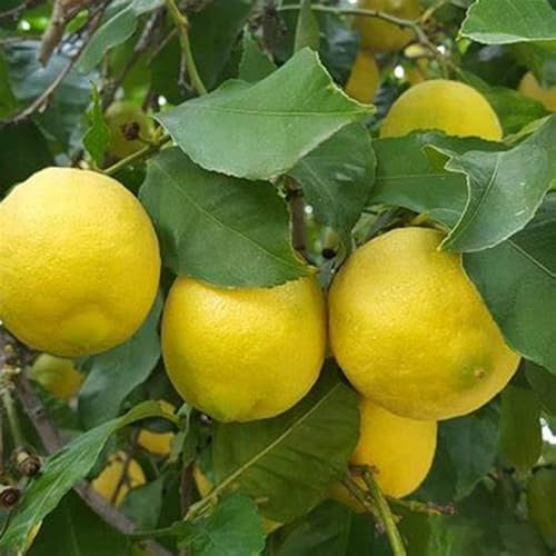 Zitronenbaum-Wurzelstock - Winterharte Zitruspflanzen für den deutschen Garten-1 Wurzelstock