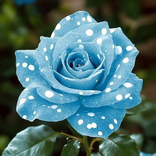 Rosen-Rhizom, Überraschend wachsend, Winterhart Mehrjährig, Geeignet für Frühling und Herbst, Kein Gießen Erforderlich, Professionelle Bepflanzung-1 Rhizom-G