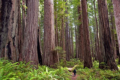 5 Semi di Sequoia sempervirens Sequoia rossa