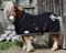 Zaraa Abschwitzdecke Paradedecke mit Kragen Anti Pilling Fleece Schwarz Silber- oder Goldfarben, Rosegold Minishetty Shetty Welsh Pony 70 80 90 100 110 (Schwarz/Silberfarben, 80)
