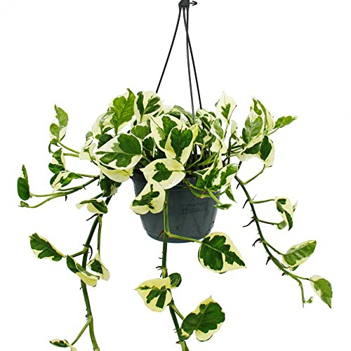Exotenherz - Epipremnum aureum N'Joy - Efeutute - kleinblättrig und weiss-bunt - 15cm Ampeltopf