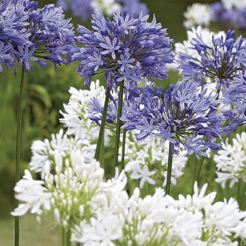 Bloomique – 3er-Mix – Agapanthus – Afrikanische Lilie – Blau, Weiß – Knollen – Gartenpflanzen – Stauden – Winterhart – Staude – Wird bis zu 80 cm groß