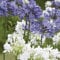 Bloomique – 3er-Mix – Agapanthus – Afrikanische Lilie – Blau, Weiß – Knollen – Gartenpflanzen – Stauden – Winterhart – Staude – Wird bis zu 80 cm groß