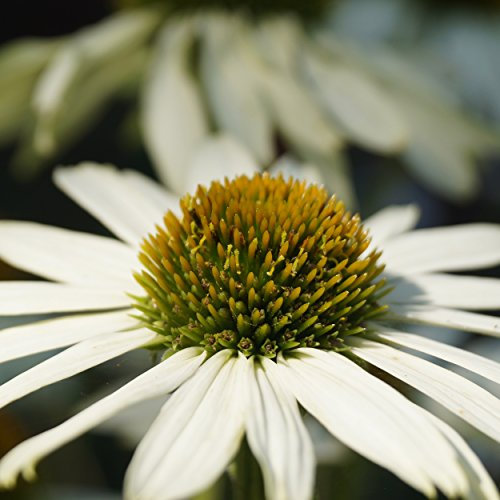 Blumixx Stauden Echinacea purpurea 'Alba' – Weißer Sonnenhut, winterhart & bienenfreundlich, weiß blühend, mehrjährig, im 0,5L Topf
