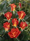 Edelrose Monica im 5 Liter Rosentopf